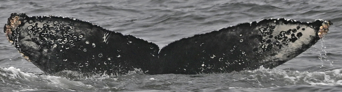 Fluke of CRC-22188