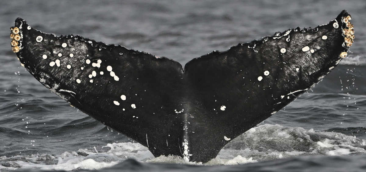 Fluke of CRC-22737