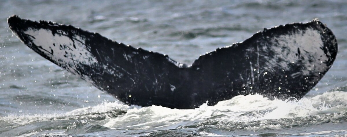 Fluke of HW-MN0501505