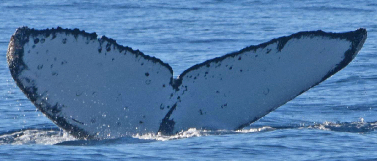 Fluke of CRC-16788