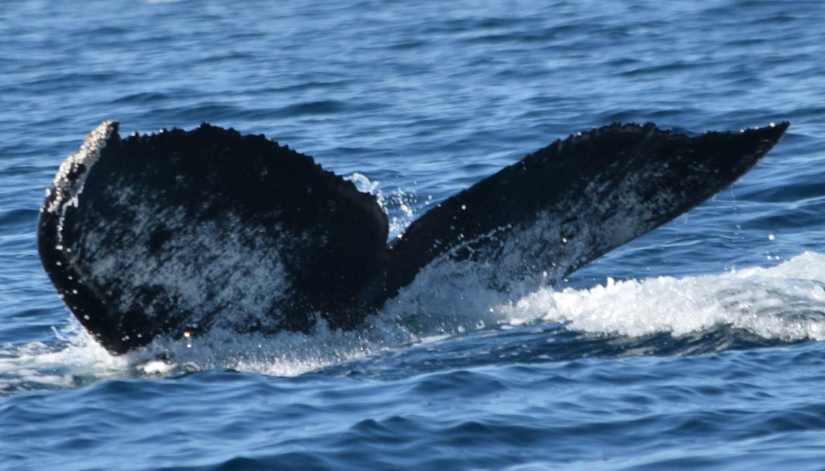 Fluke of CRC-17388
