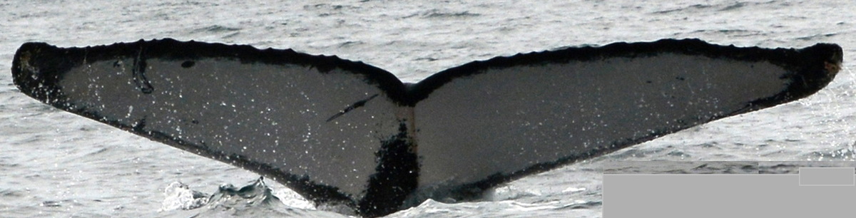 Fluke of BGT-0578