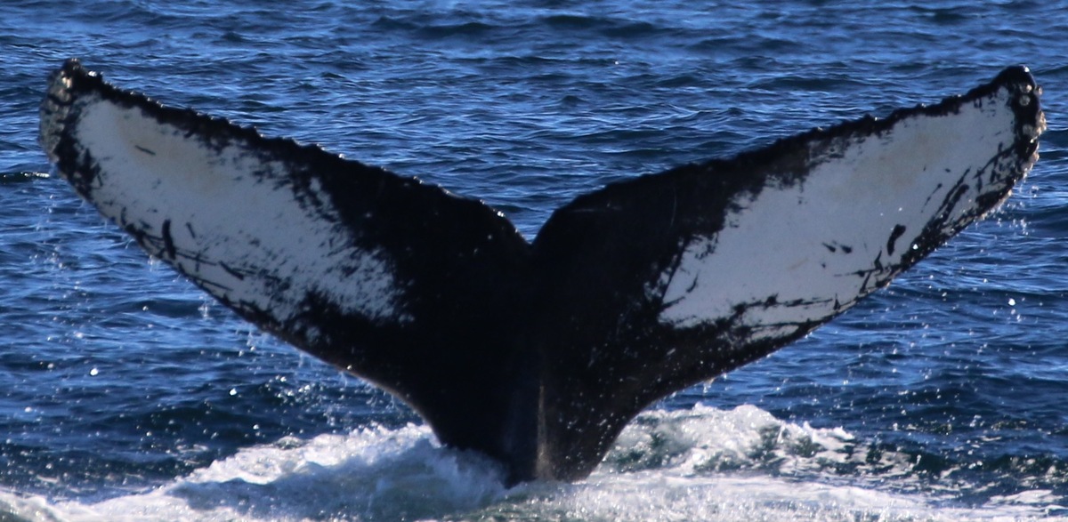 Fluke of CRC-16278