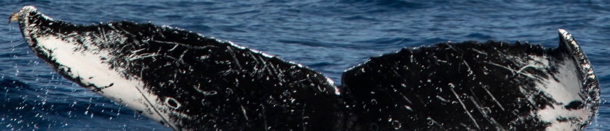 Fluke of CRC-17021