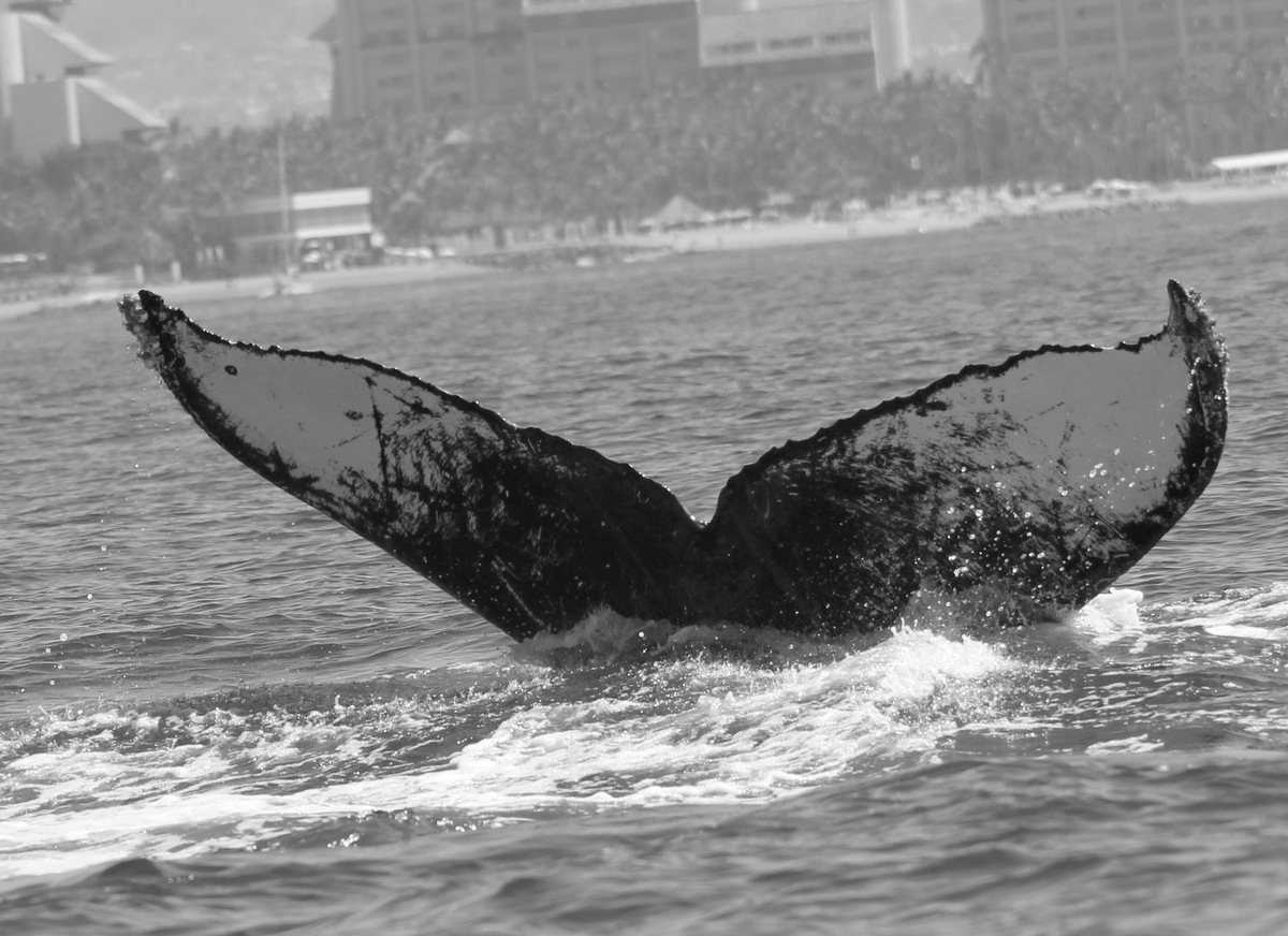 Fluke of HW-MN0501520