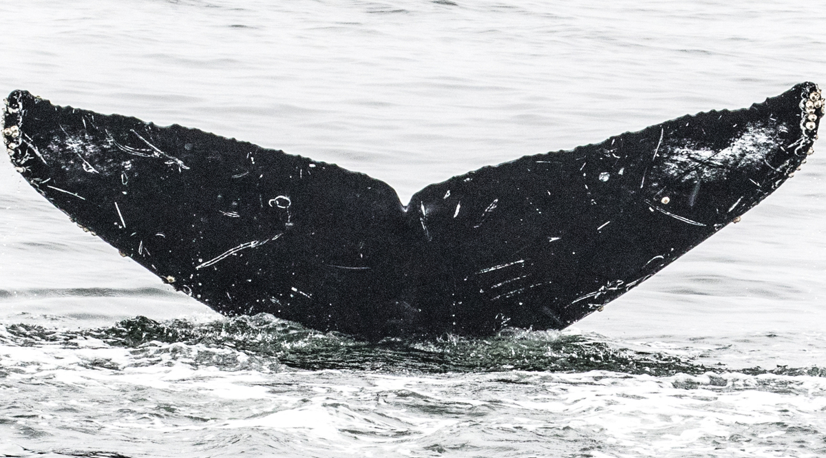 Fluke of CRC-16592