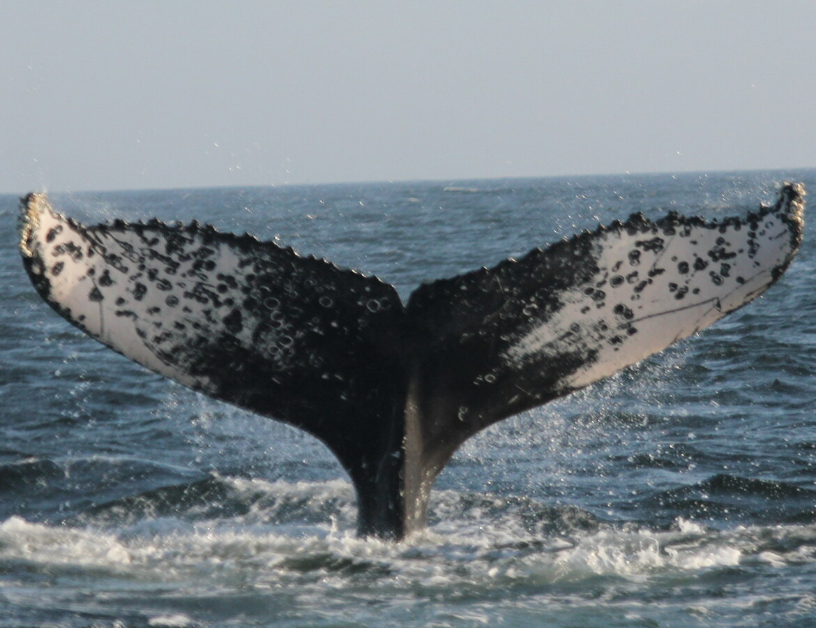 Fluke of HW-MN0501535