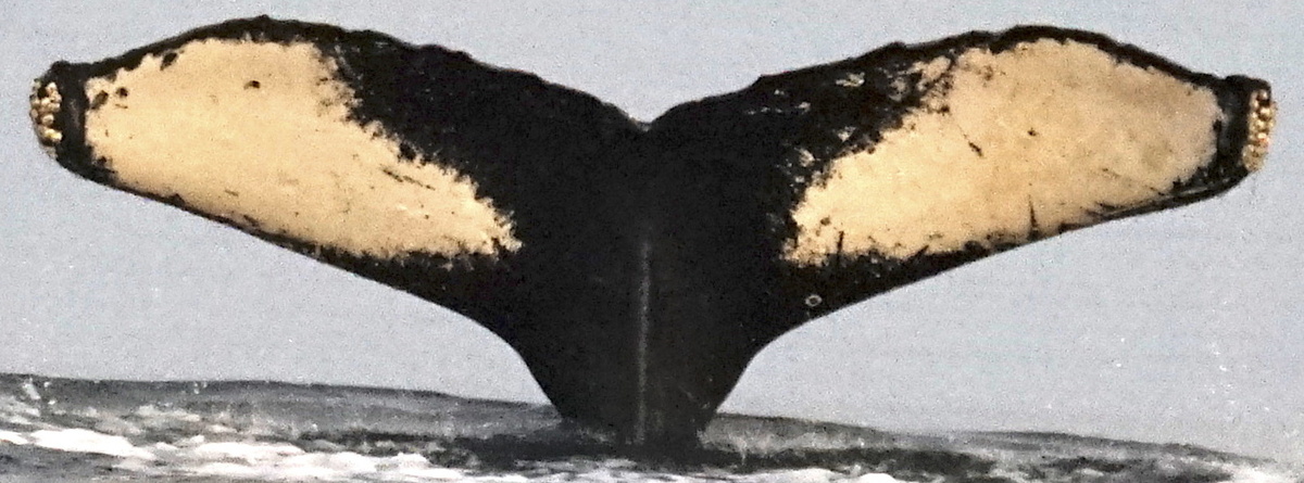 Fluke of Raja (FS)