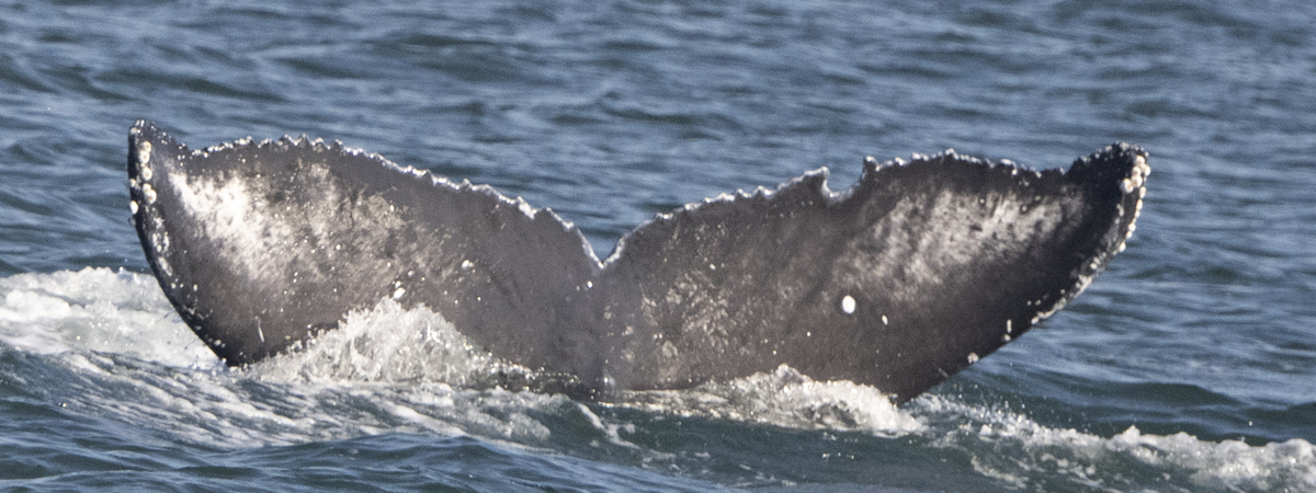 Fluke of CRC-22752