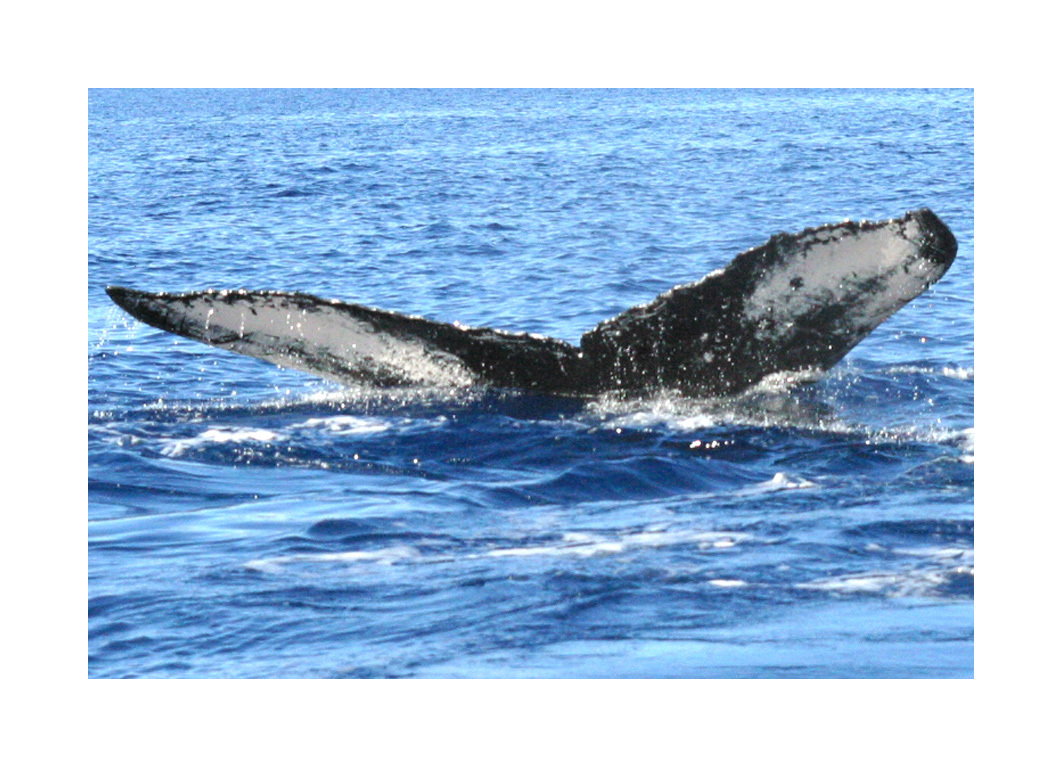 Fluke of HW-MN0440055