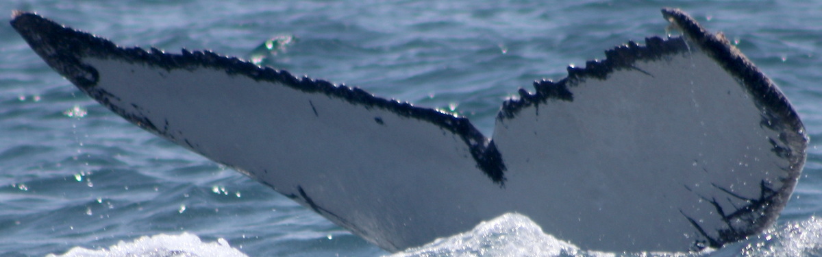 Fluke of PWF-EC_6623