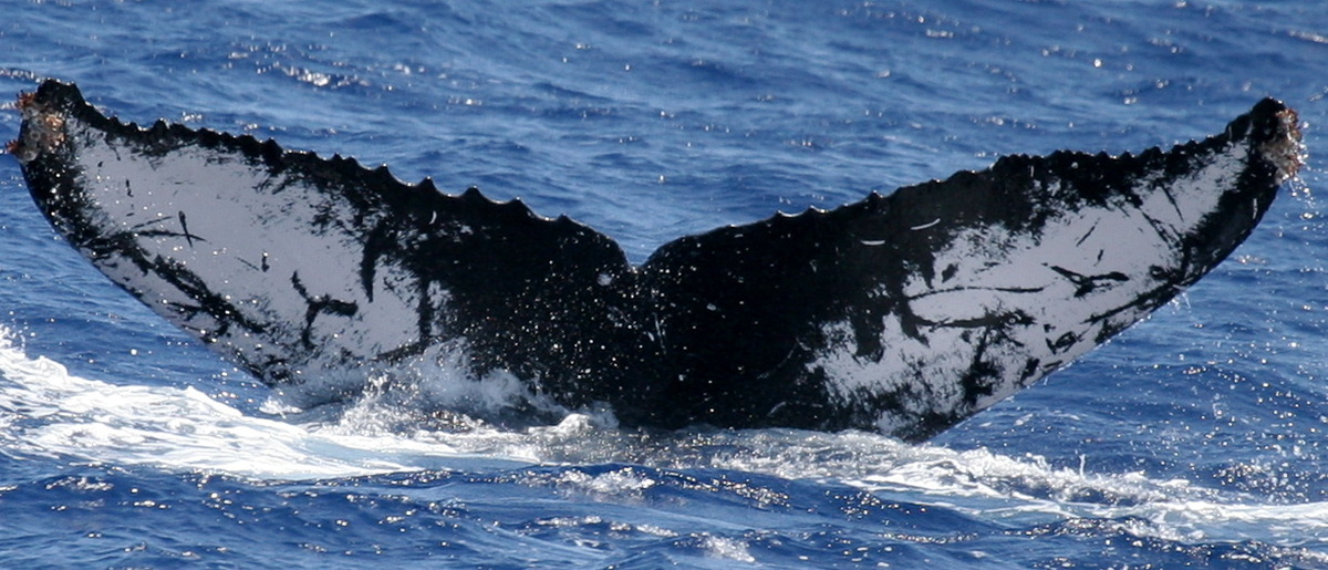 Fluke of HW-MN0440053
