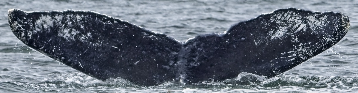 Fluke of Heterotheca (FS)