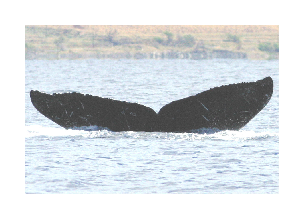 Fluke of HW-MN0440071