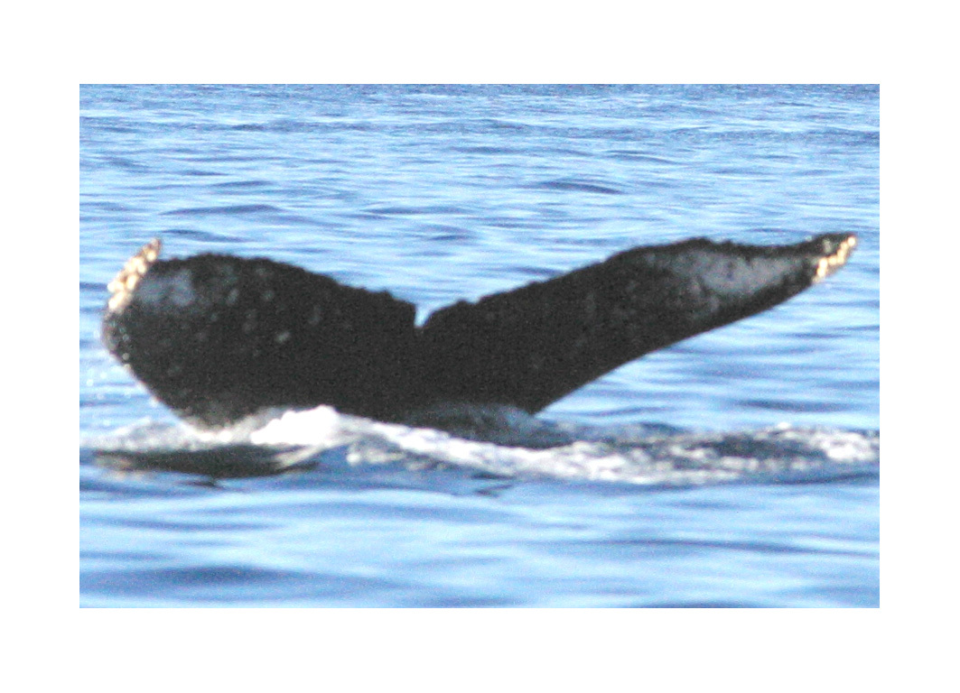 Fluke of HW-MN0440079