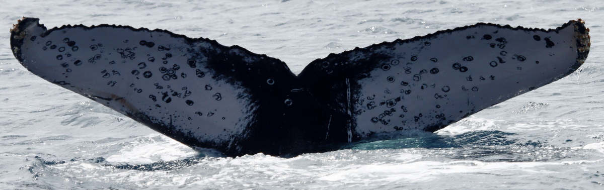 Fluke of PWF-EC_6485