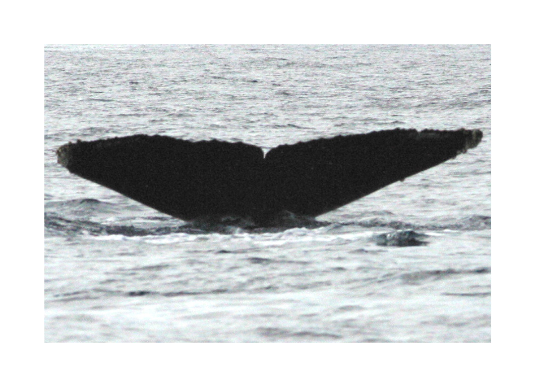 Fluke of нафаня (RCHP)