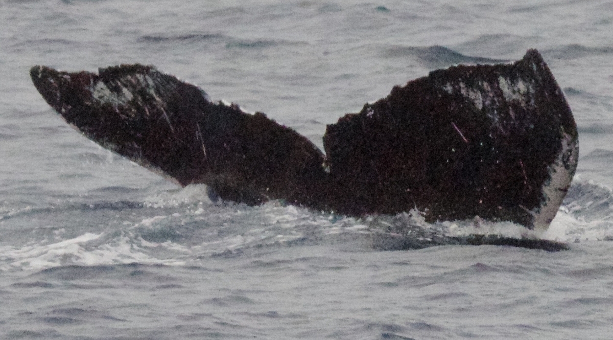 Fluke of HW-MN0440035