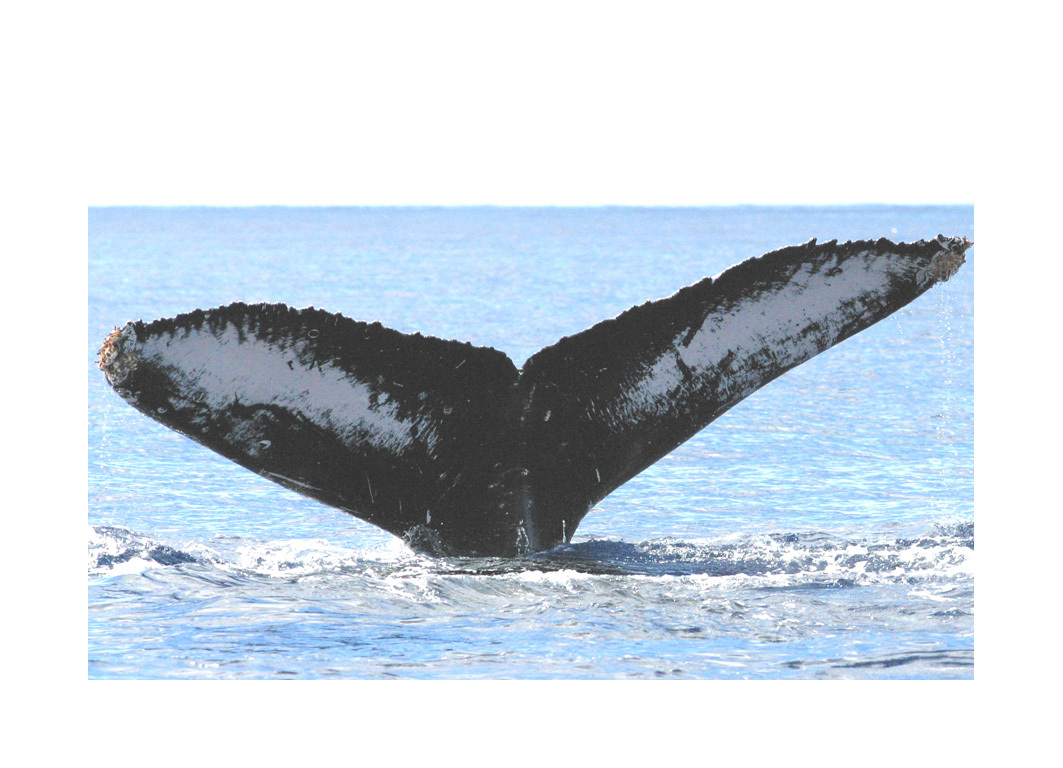 Fluke of HW-MN0440091