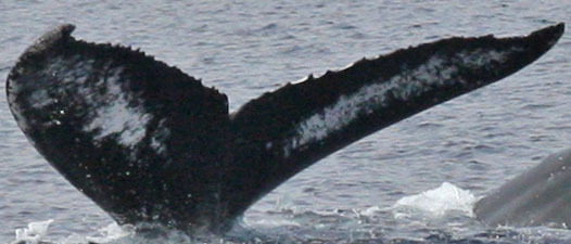Fluke of HW-MN0440093