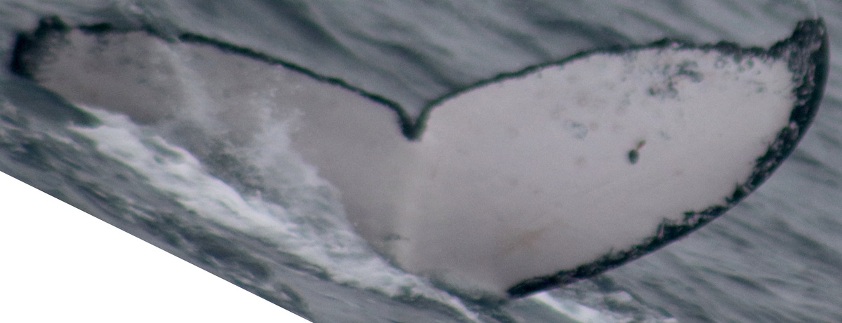 Fluke of PWF-EC_6675