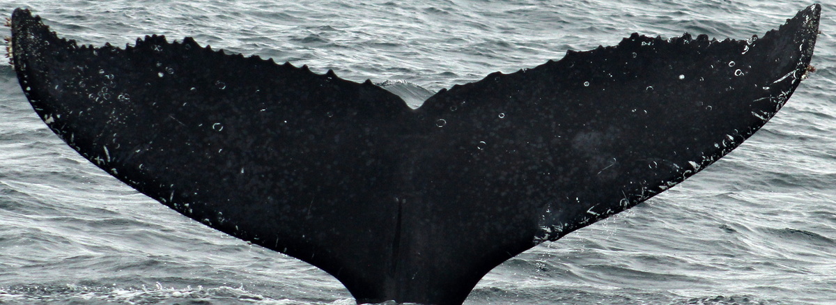 Fluke of PWF-EC_6727