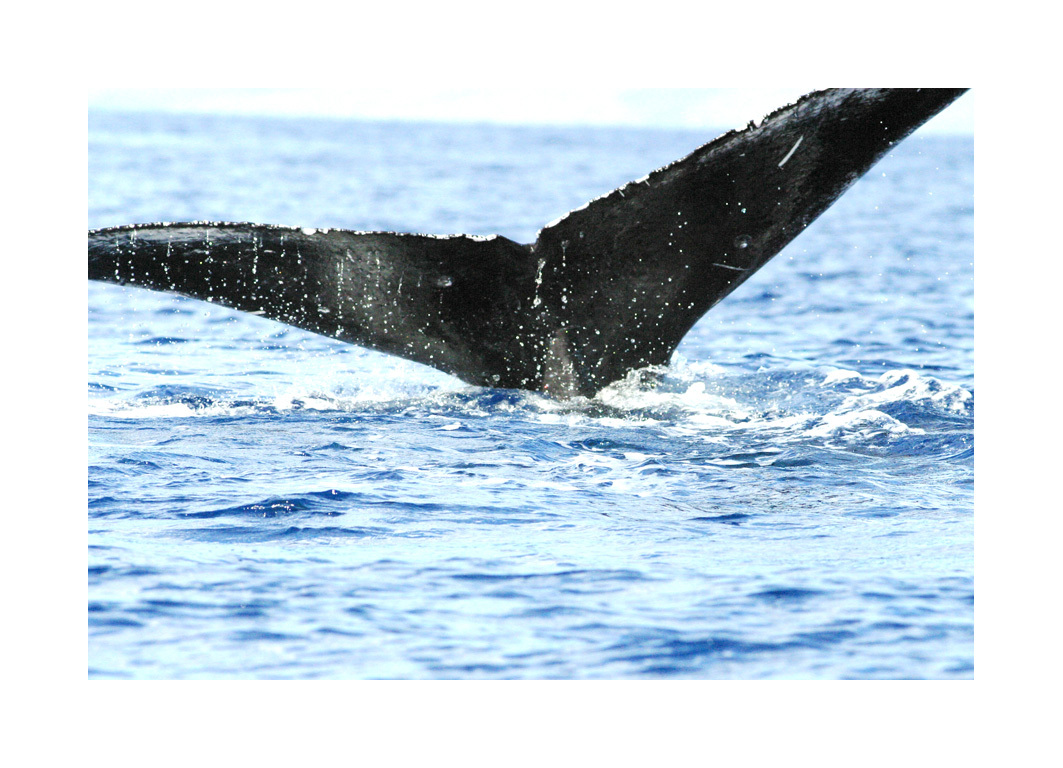 Fluke of HW-MN0440083