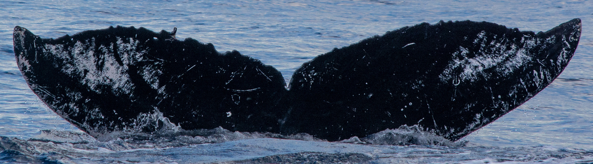Fluke of HW-MN0440084
