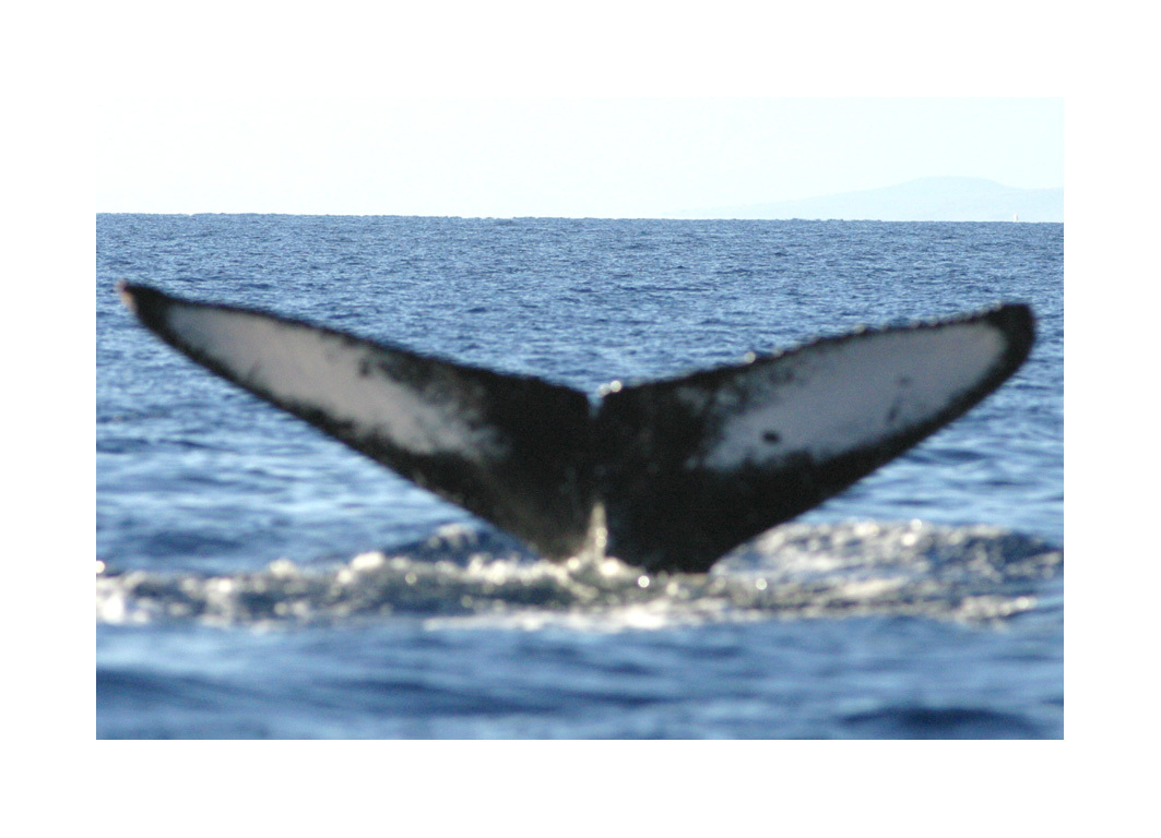 Fluke of HW-MN0440048