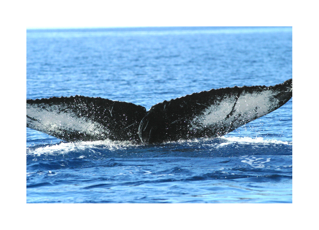 Fluke of HW-MN0440126
