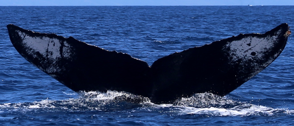 Fluke of HW-MN0440133