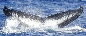 Fluke of BCZ0001