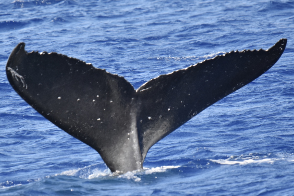 Fluke of HW-MN0440066