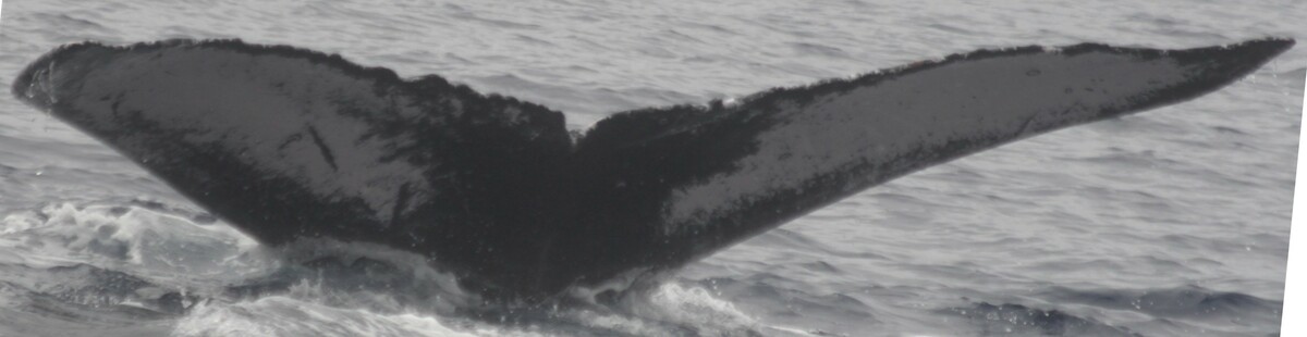 Fluke of HW-MN0440042
