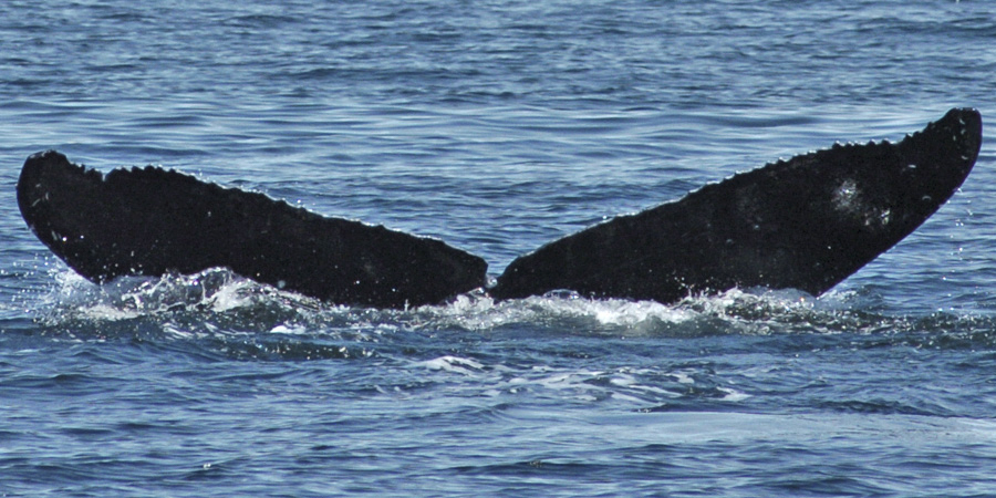 Fluke of SEAK-2577