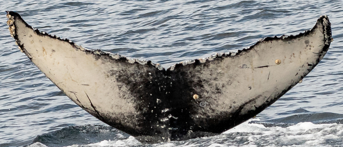 Fluke of 2024 calf of SuperNova