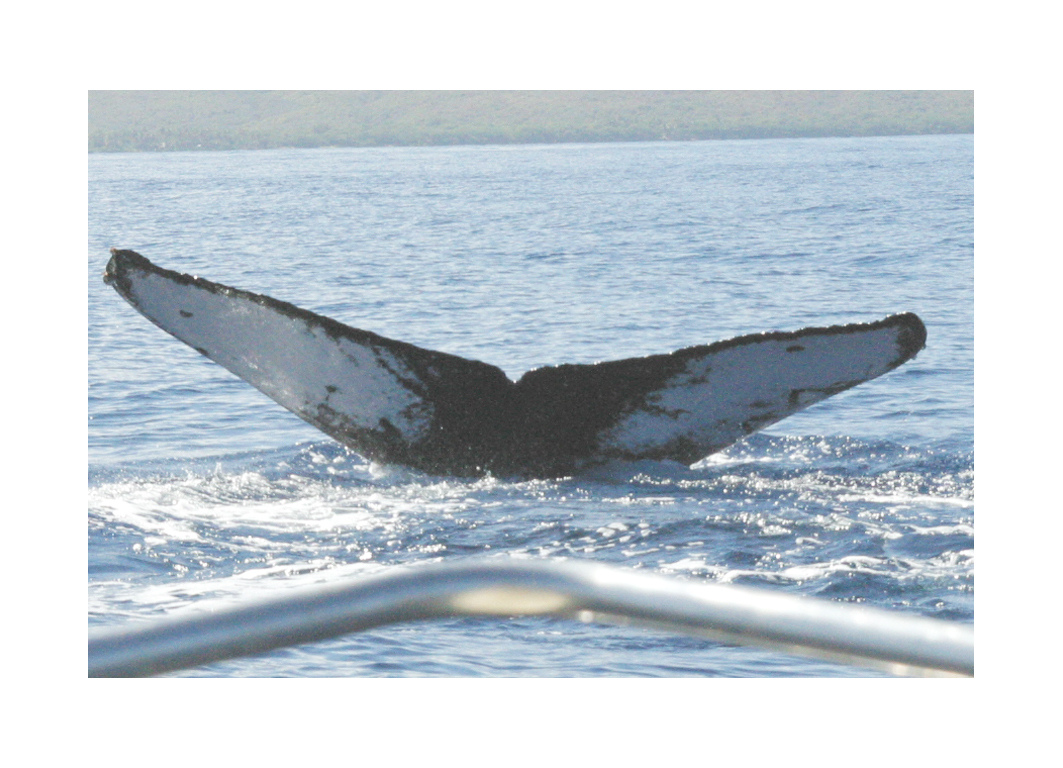 Fluke of HW-MN0440017