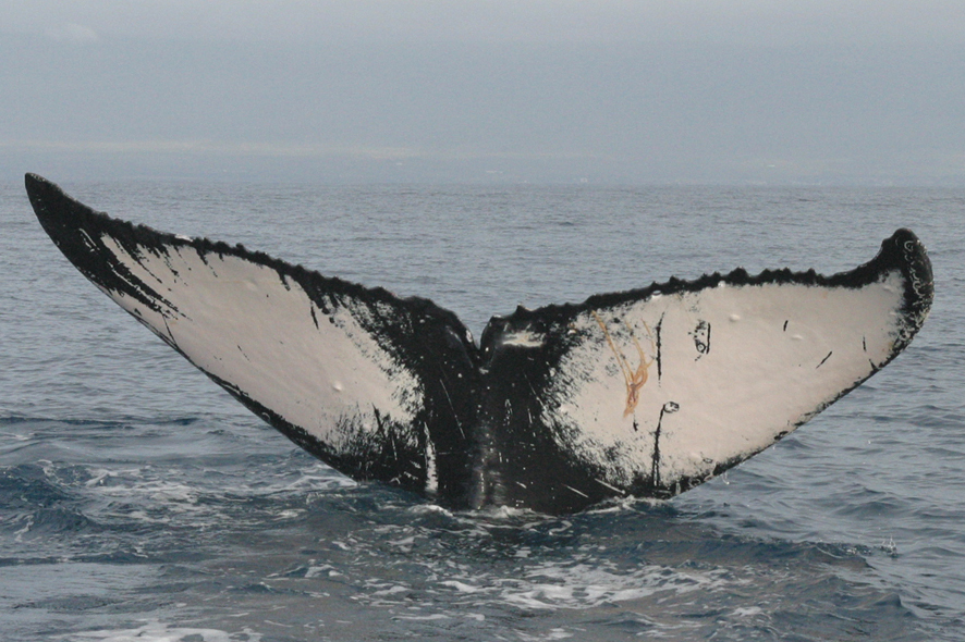 Fluke of HW-MN0440021