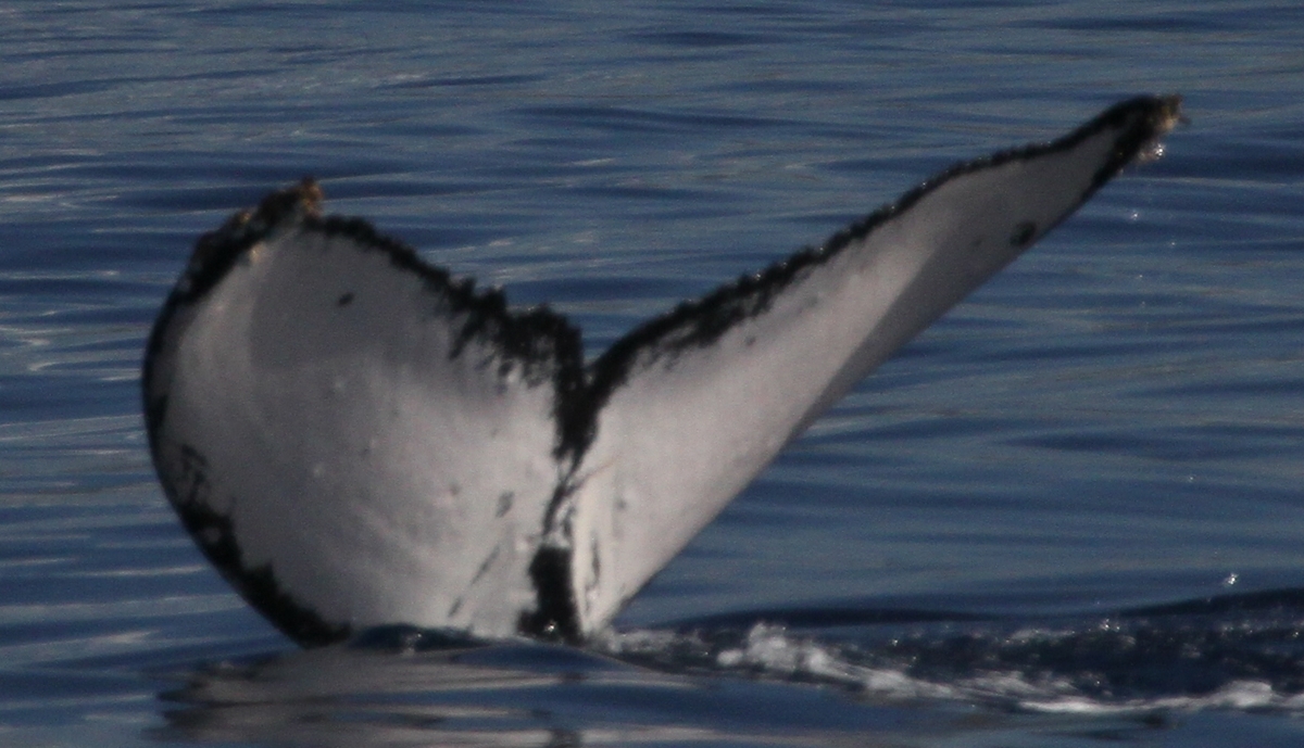 Fluke of HI03-0073