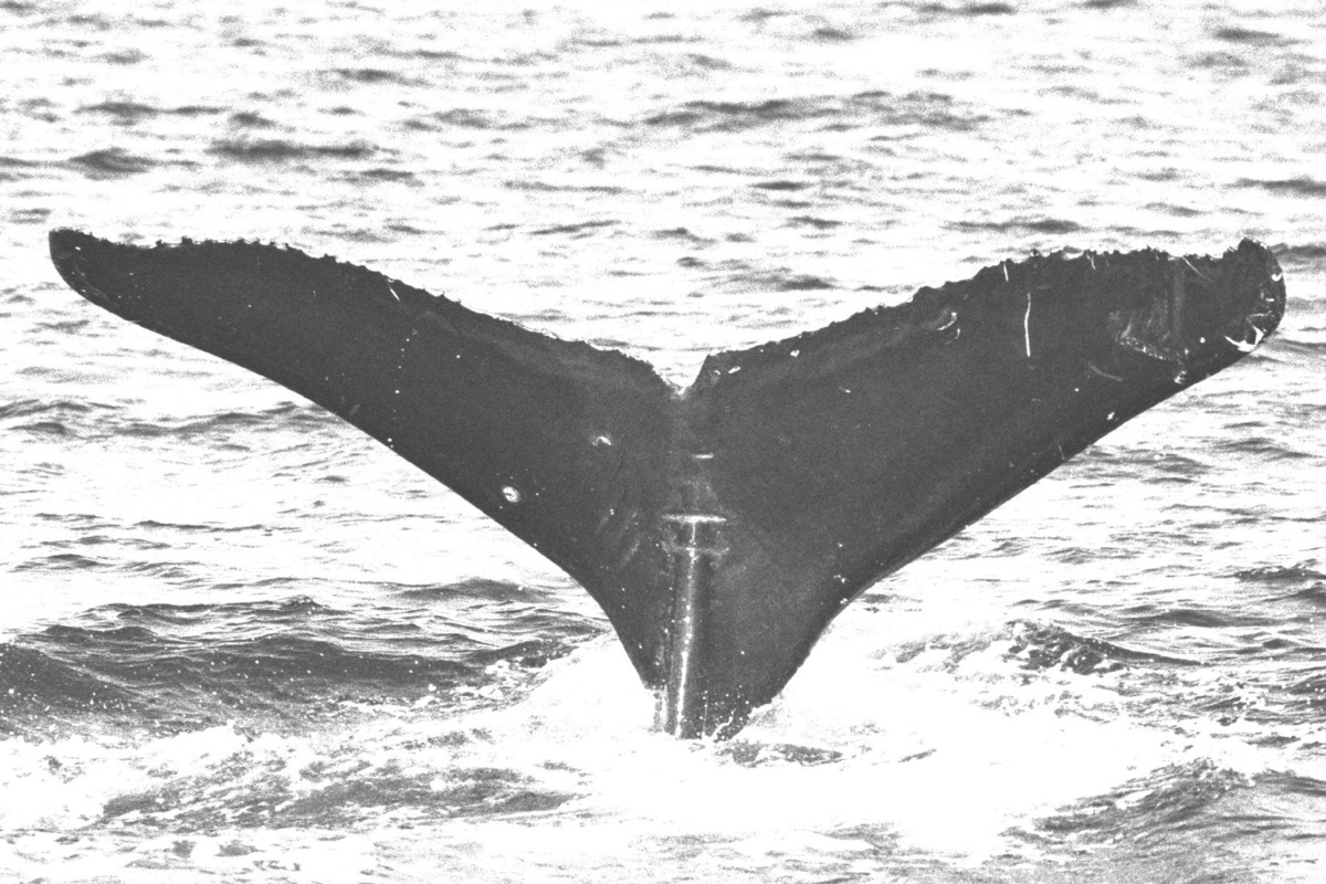 Fluke of HW-MN0440019