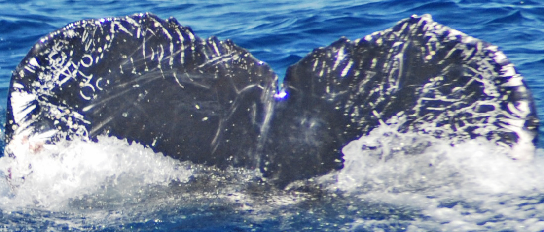 Fluke of El Corazon (Vallarta)