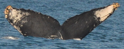 Fluke of CRC-15019