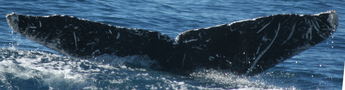 Fluke of CRC-11351