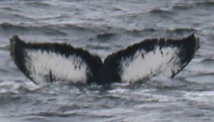 Fluke of HW-MN1300593