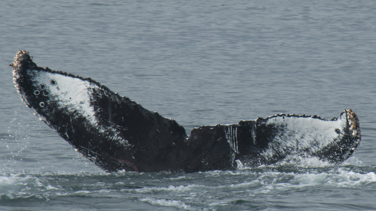 Fluke of CRC-16460