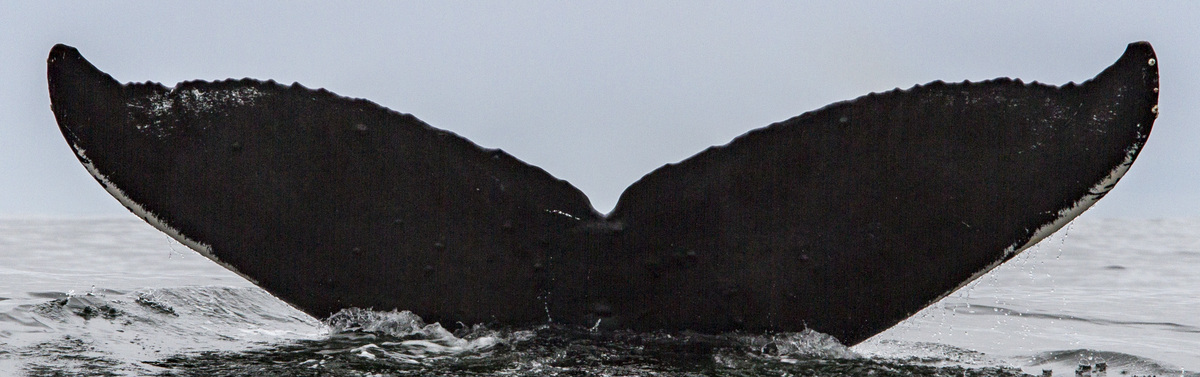 Fluke of Vivaldi (Salish Sea)