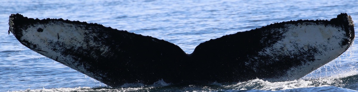 Fluke of CRC-13791
