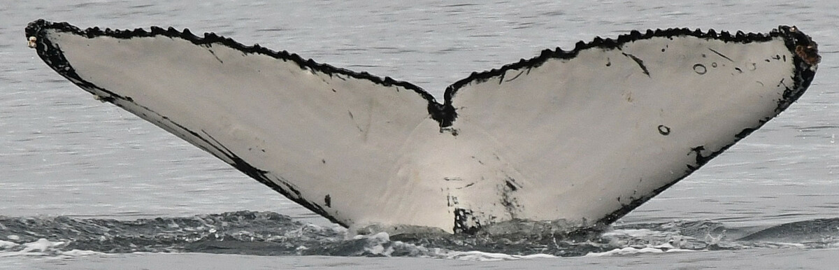 Fluke of Yuki (Salish Sea)