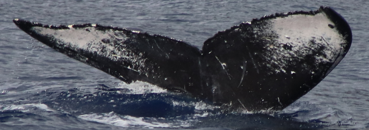 Fluke of Inverness (Salish Sea)
