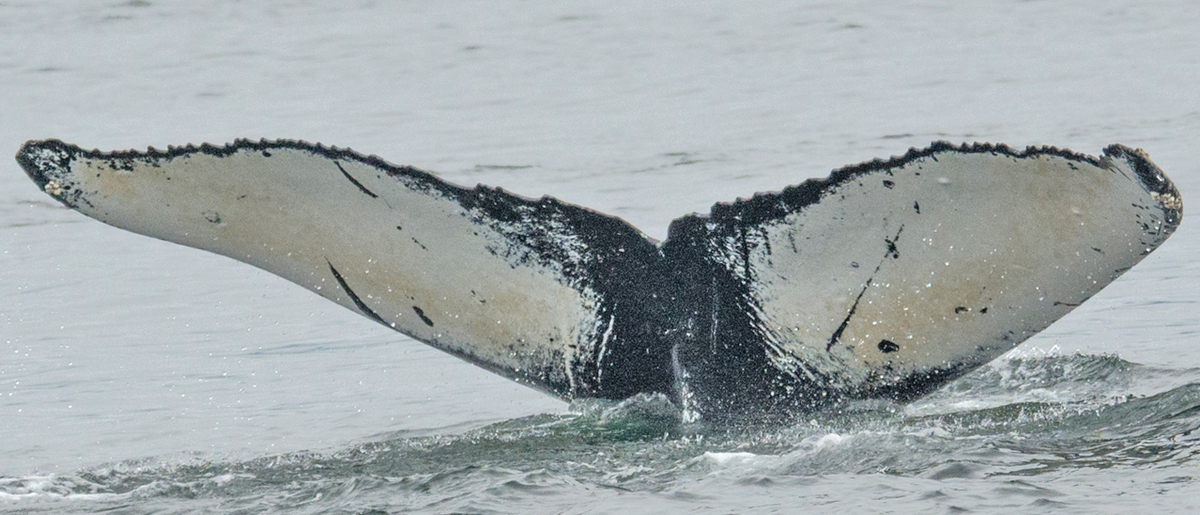 Fluke of CRC-16997